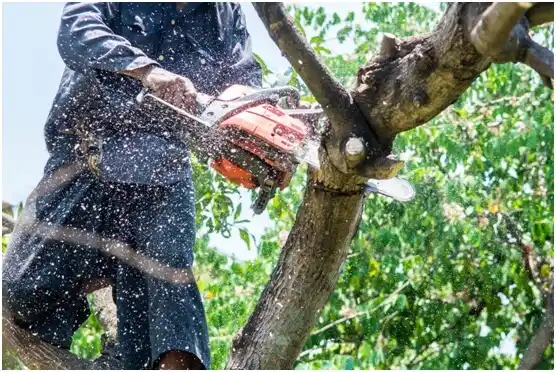 tree services Glen Osborne